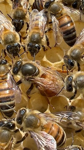 Wow! The best queen bee is laying in cells #queen #laying #naturelovers #beekeeping #farming