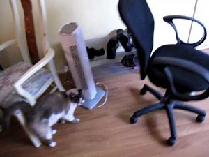 Kitty Cat Getting Abused and Kicked Out of House