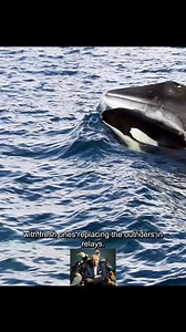 19K views · 417 reactions | This group of whales has some serious hunting skills #tiktok #animalworld #whale | Favorite Movies | Facebook
