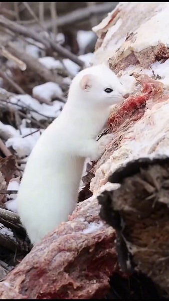 Discover Fascinating Facts About Stoats and Ferrets