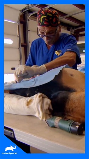 Uma jornada emocionante para proteger quem não pode pedir ajuda: esterilização de pets para famílias carentes, direto do Colorado. Venha fazer parte dessa aventura 🐾🎒🏔️ #VeterinárioDasMontanhas Aproveite o conteúdo da Discovery em streaming na #HBOMax Assine agora: https://bit.ly/MAX-AnimalPlanetBR | Animal Planet Brasil