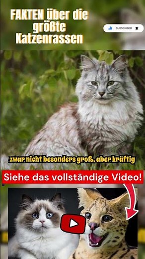 Surprising facts about the largest cat breeds in the world Part 10 #cat #cats #kitten #animal