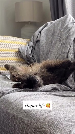 Cairn Terriers are Masters of Cosy - Barry is sleeping on the sofa