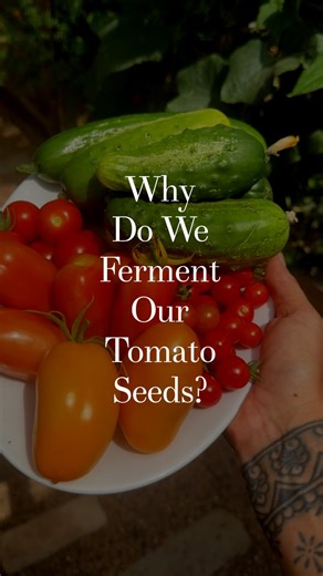 we are soooooo curious what y’all’s thoughts are about fermenting tomato seeds!! this video will show you how our fermented seeds performed, spoiler alert, it was incredible 🥰 we definitely noticed several things about them that were different compared to straight out of the packet seeds. for one, the HEIGHT and thiccness. they were so hearty even as little bbyz and they grew really big very fast. secondly, they did bear a lottttt of fruit. and third, they seemed to be more pest resistant!! ser