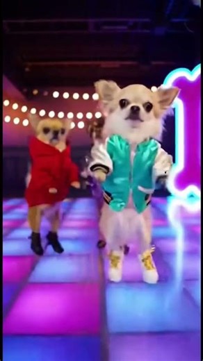 chihuahuas having fun 🤣