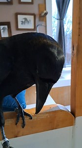 8.5K views · 219 reactions | This how's Rags communicates he wants a Bath. He is a very touch driven raven. | Nicholas Crawford | Facebook