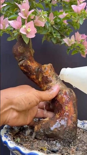 The Beauty of Bougainvillea Bonsai