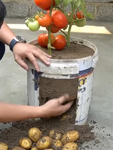 High-Yielding 2 In 1 Tomato and Potato Growing