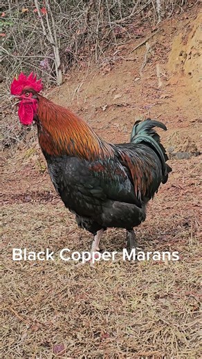 Bantam vs Large Rooster Crowing