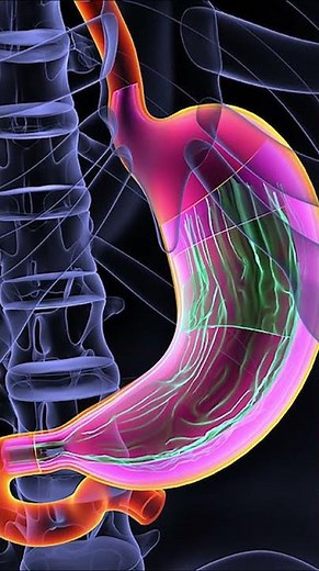Gastroparesis and Embryological Development