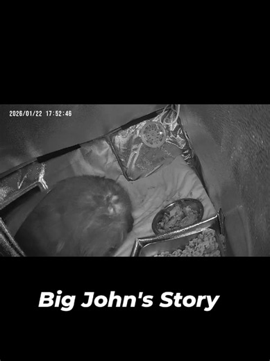 Adopting a Street Rescue Cat: Big John Joins the Family
