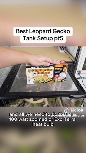 Best Leopard Gecko Tank Setup Ideas with Lighting Tips