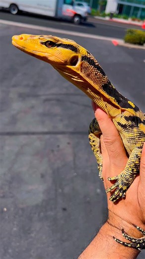 Cumingi monitor (Varanus Cumingi) one of Philippines yellow headed Asian water monitor. #cumingi #monitor #awm #varanuscumingi #philippines #yellow #headed #varanuskeeper #reptile #lizard #exotic #pet #fyp #trending #viral #reels #video #view #followers #insta #instalike #instadaily #instagood #instagram #JTKReptiles | JTK Reptiles
