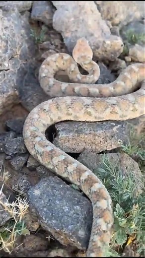 ثعبان السجاد الشرقي ( الرقطاء ) افعى سامه خطيرة #اكسبلور #wildlife #nature