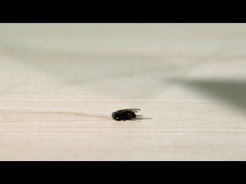 Episode 17: Fly Swatting - Epic Slow Mo