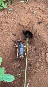 430K views · 924 reactions | Funny crickets try to destroy venomous ants team | NaturalLife IQ | Facebook