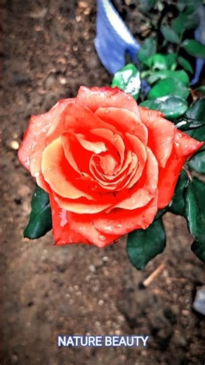 🌷 “This Flower Blooming Will Make Your Day ❤️”#shorts