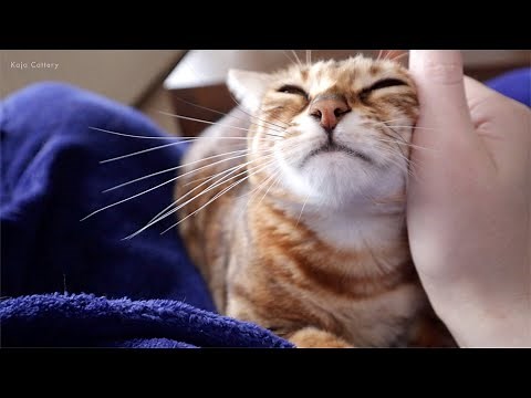 Early Signs that a Pregnant Cat Has Contractions