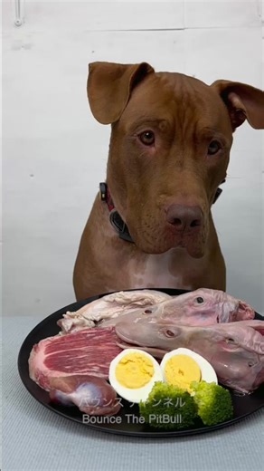 Enjoy ASMR with a Pit Bull Eating His Meal