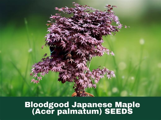 10 Seeds Bloodgood Japanese Maple (acer Palmatum) - Etsy