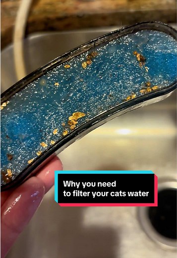 Cat Water Filter Benefits: Why Upgrade to a Circulating Fountain