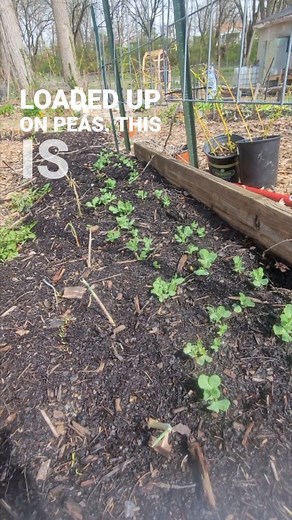 We are preparing to live off of the land for the first half of 2025! Foraging is right around the corner, but the garden prep has been underway for months! We just planted out the spring garden, all I have left to plant is potatoes. Are you growing a spring garden this year? #gardener #forager #ohioforaging #gardenersofinstagram #letsgrow #livinofftheland #homesteadersofinstagram #growagarden #Ohio #foryou #explore | Spicebush Woodcraft