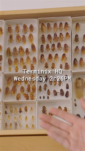 138 reactions · 15 shares | Ralph doesn't handle learning about cockroach treatment very well.  | Terminix Service, Inc. | Facebook