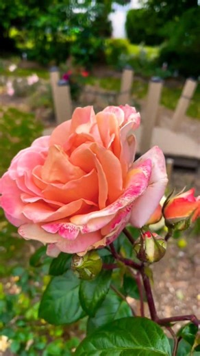 10 most beautiful flowers in the world 🥀🌱