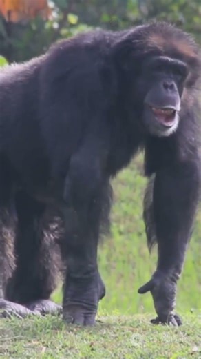 Chimpanzee: Cute but Basically a Playground Pro