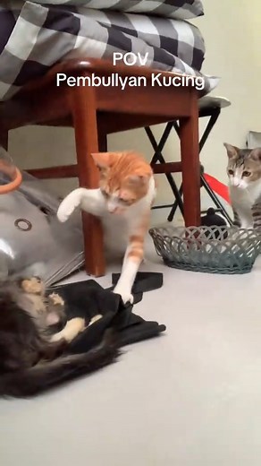 17K views · 300 reactions | Fulll viideo here https://dogs.khoaluantotnghiep.net/3937/05/ M0111027 part 1 Juma Muezza bully Rascky ini gemes apa bully beneran ya wkwk #Mula #Juma #Muezza #Rascky #rasckymoments part1 See part 2 in the comments below. | Indolore | Facebook