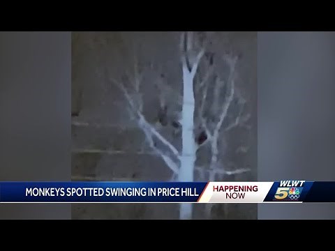 Monkeys on the loose? Search underway after reports of monkey sightings in Price Hill