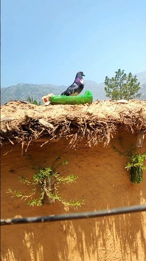 Male pigeon sounds || The birds is in our dreams.