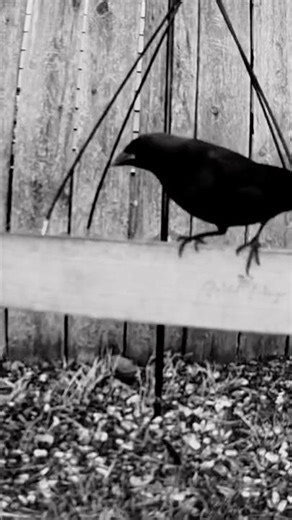 Poe in the Backyard