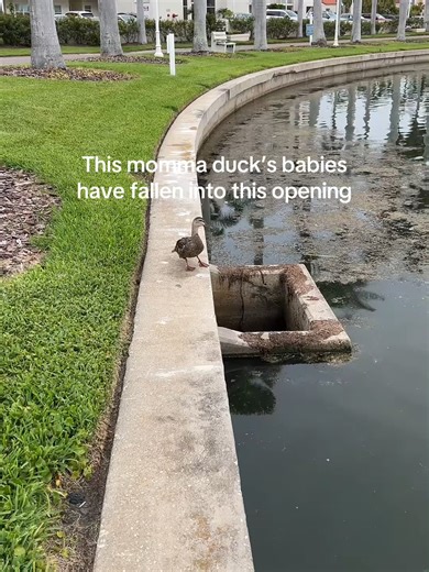 Helping Baby Ducks Escape the Well