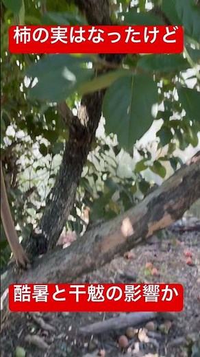 異常気象が原因か沢山の柿の実が落ちた