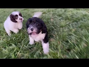 What happens when a Cavapoo and a Cockapoo meet