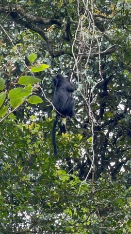 Trachypithecus auratus, Javanese langur is one of Indonesia's native animals which can be found on the islands of Java, Bali and Lombok.