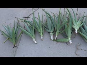 Repotting Your Aloe to Overwinter By Chopping The Whole Plant Down
