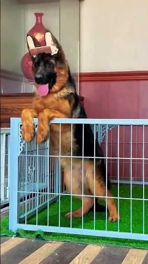 This German Shepherd Proves HEAVY BONE BIG SIZE And EXTREME LONG HAIR Makes The Perfect Dog #DogLife