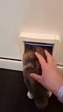 面白くて可愛いにゃんこ#にゃんこ #猫との暮らし #ペット動画 #癒し動物 #もふもふ猫 #かわいい猫 #cat