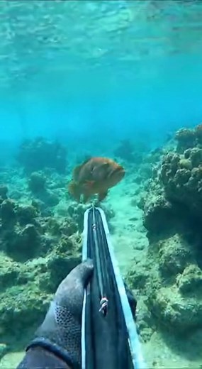 #underwater #ocean #underthesea #diving #fishing #scubadiving | Taylor Ocean