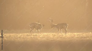fallow deer mating season