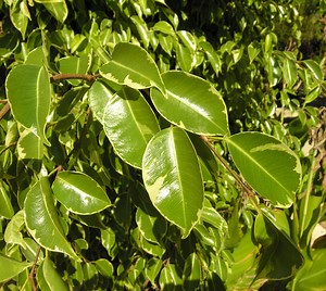 FICUS, Nombre Científico, Características y Descripción de la planta