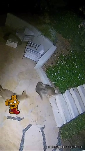 Derrick Hill on Instagram: "Lil dude was holding his own this is why I got my pit dog the were bred for this purpose right here. #dogtrainer #dog #dogtraining #dogsofinstagram #doglover"