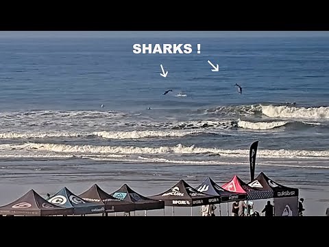 Great White Sharks go crazy in middle of Huntington Beach surf contest!