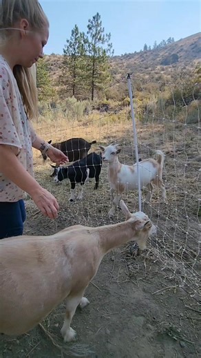 1.7M views · 31K reactions | Milking My Diary Goat River #dairy #dairyfarm #farmlife #homestead #homesteadlife | Mountain Spring Homestead | Facebook