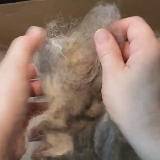 Hand Carding Wool - NO TOOLS - Navajo-Churro Ombre