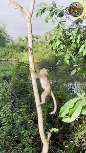 78K views · 573 reactions | القرد vs الغوريلا… من الأقوى؟ ومن الأذكى؟  #حقائق_حيوانية #معلومات_غريبة #القرد #الغوريلا #سبحان_الله #AnimalFacts #Gorilla #Monkey #Wildlife #Nature | معلومة في دقيقة | Facebook