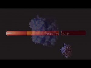 Hepcidin - The Liver Hormone Regulating Iron Metabolism