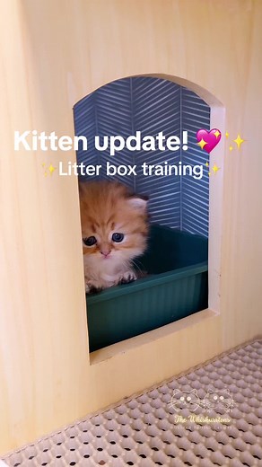 Learn How to Litter Box Train Your Cute Kittens